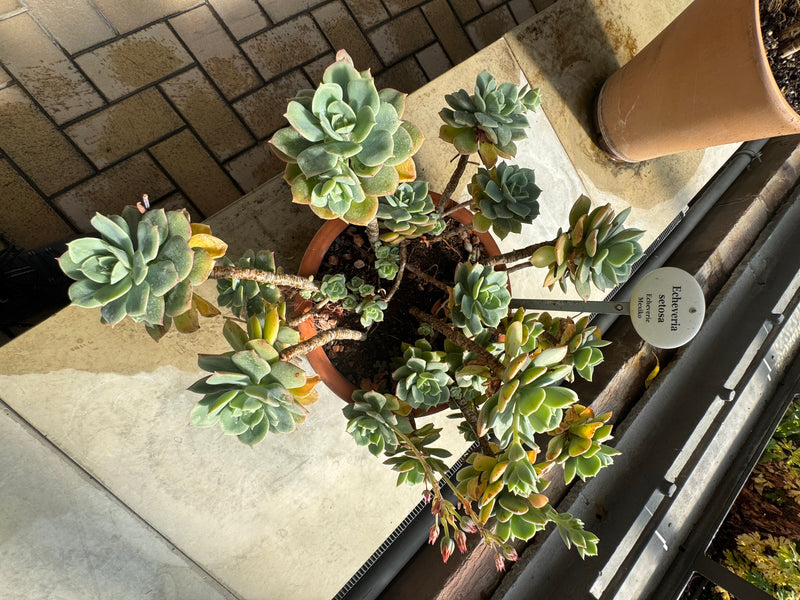 Vista dall'alto di un'Echeveria setosa con rosette ramificate che crescono in un vaso.