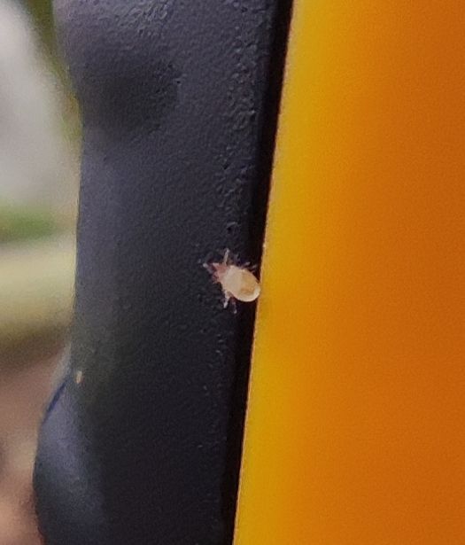 L'immagine mostra un piccolo acaro posato su una superficie liscia nera e gialla.