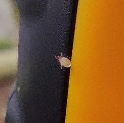 Un piccolo acaro striscia su una superficie giallo-nera. L'animale è chiaramente visibile.