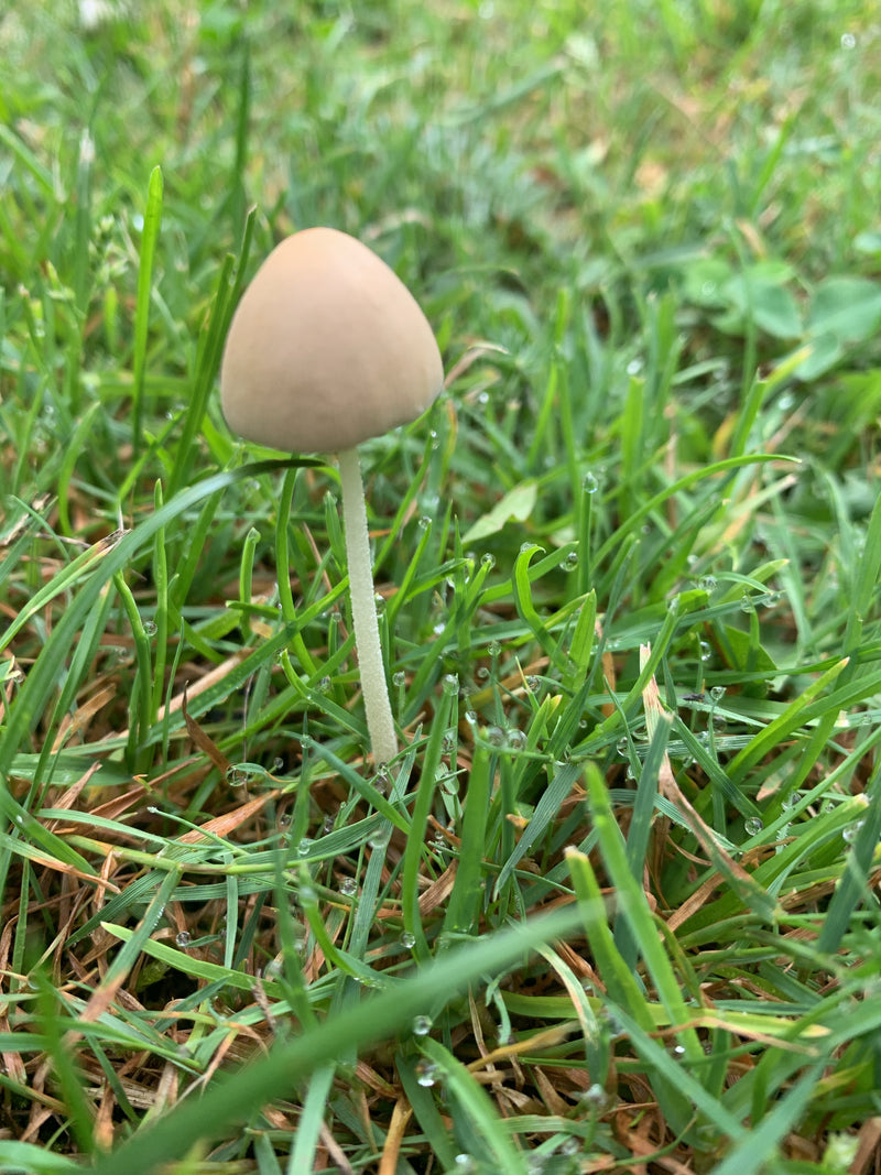 Fungo dal cappello bianco latte — foto 3 di 8
