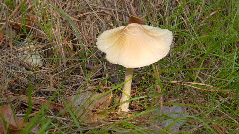 Fungo dal cappello bianco latte — foto 5 di 8