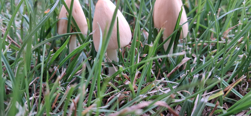 Fungo dal cappello bianco latte — foto 4 di 8