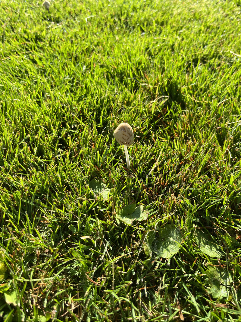 Fungo dal cappello bianco latte — foto 1 di 8