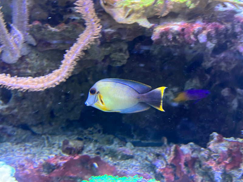 Mimik-Doktorfisch — foto 1 di 1