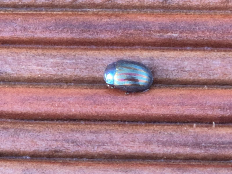 Scarabeo delle foglie di menta — Bild 2