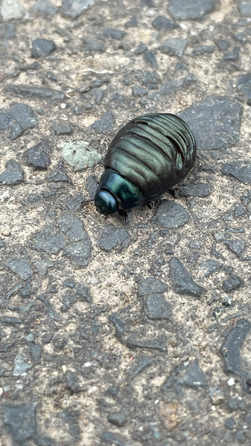 Scarabeo delle foglie di menta (larva) — Bild 1