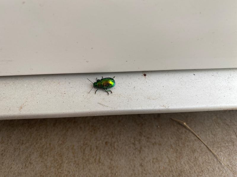 L'immagine mostra un coleottero della menta verde lucido appoggiato su una superficie chiara e orizzontale.