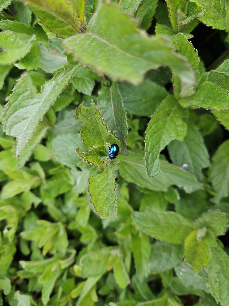 Scarabeo delle foglie di menta (larva) — foto 2 di 11