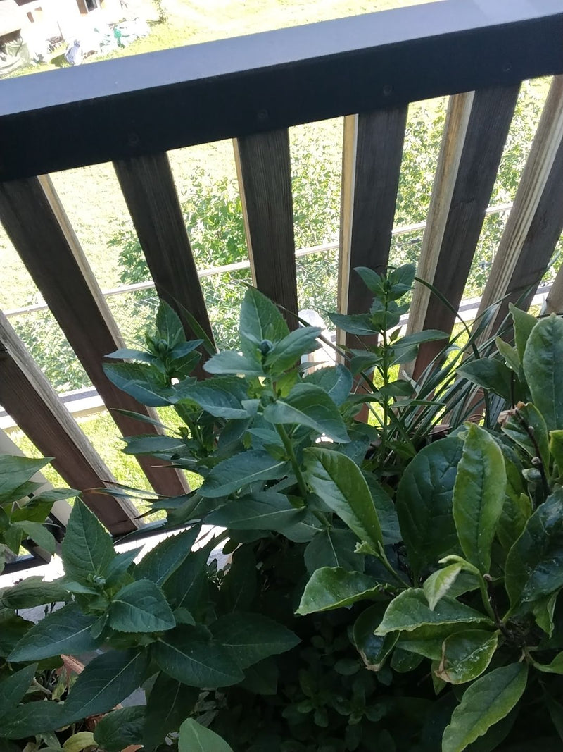 menta — Bild 2