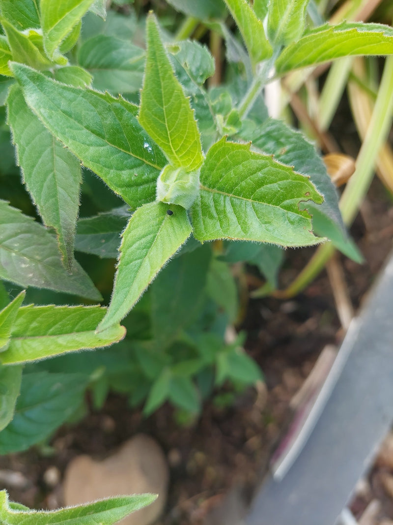 menta — Bild 1