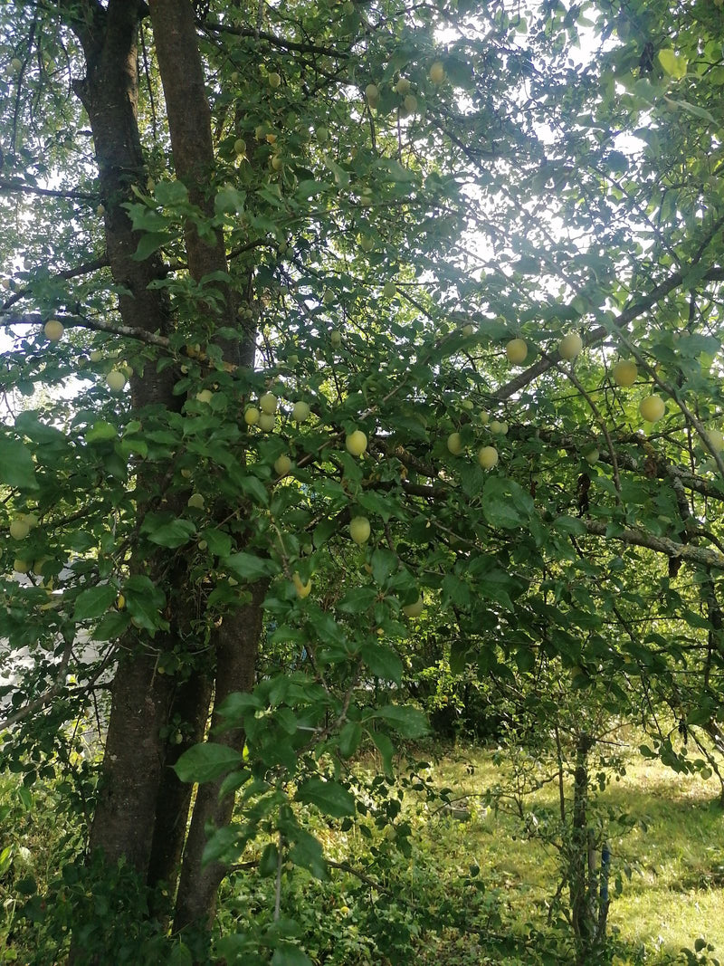 Mirabella — Bild 1
