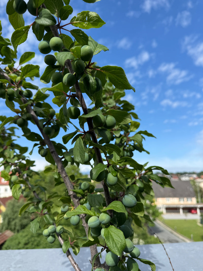 L'albero delle Mirabelle — Bild 1