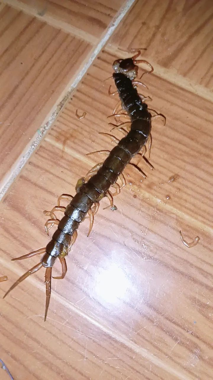 Una scolopendra mediterranea di colore scuro giace per intero su un pavimento piastrellato.