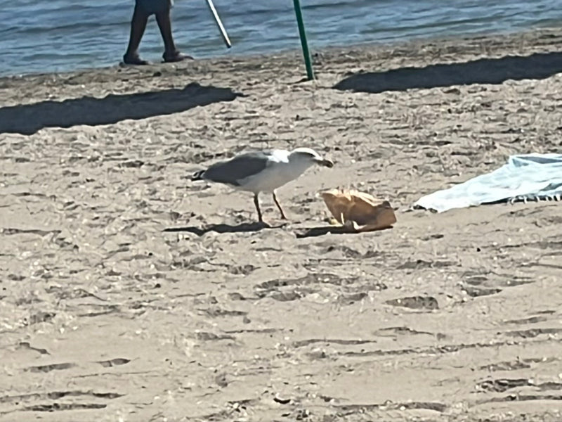 Un gabbiano zampa gialla si trova su una spiaggia sabbiosa e si nutre da un sacchetto di carta. L'acqua è visibile sullo sfondo.