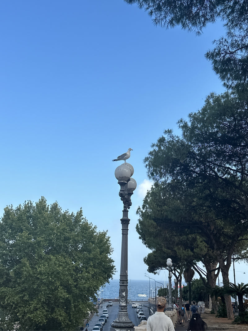 Un gabbiano leucopheo è posizionato sulla sfera rotonda di un lampione stradale. Sul fondo si vedono alberi, una strada costiera con auto e il mare.
