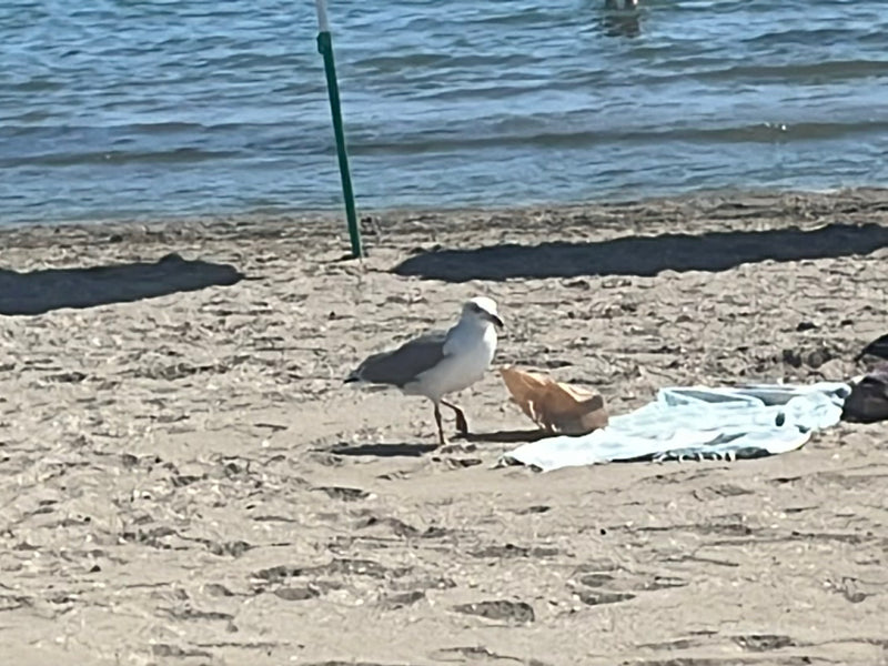 Un gabbiano reale zampa gialla cammina su una spiaggia sabbiosa vicino all'acqua. Il mare è visibile sullo sfondo.