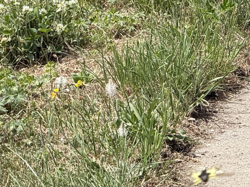 Piantaggine — Bild 1