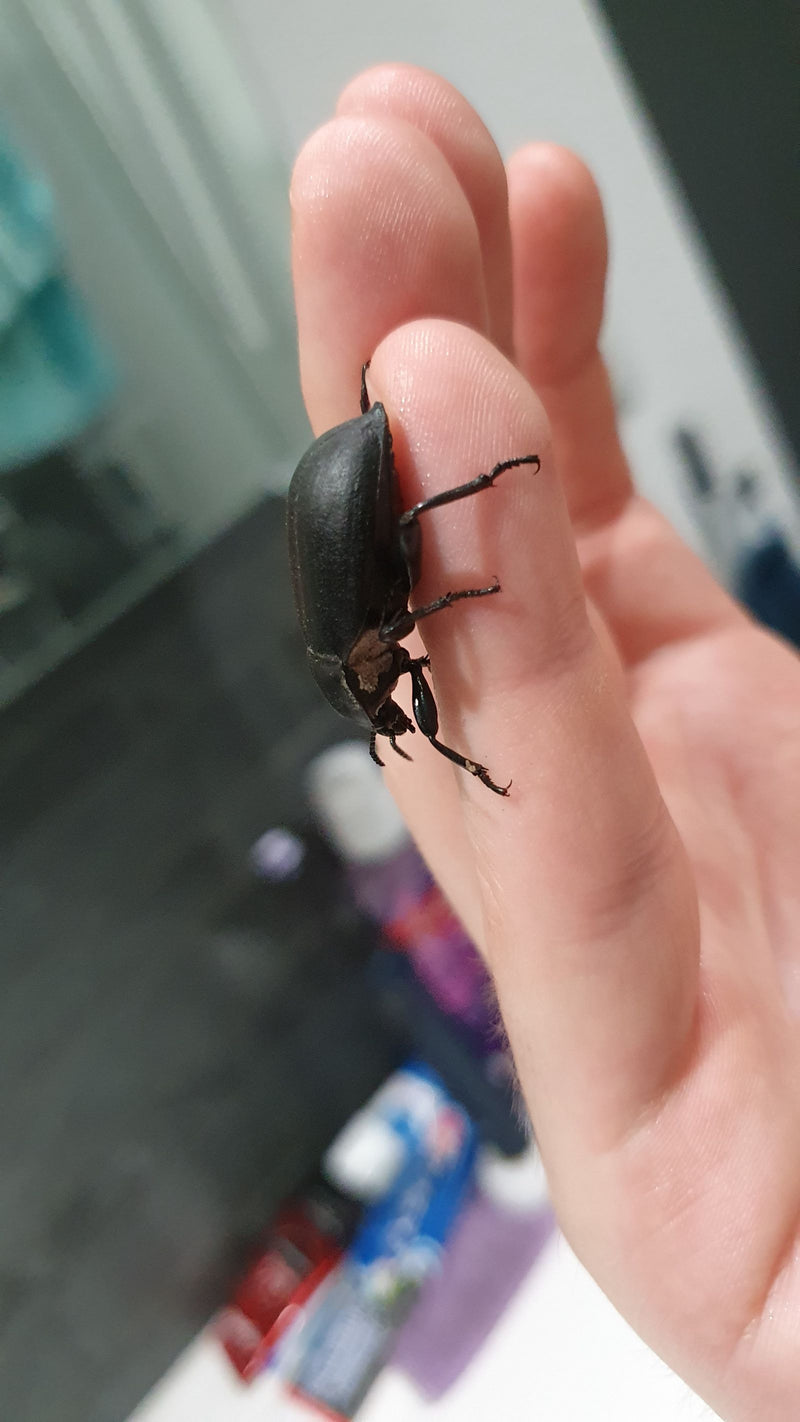 Coleotteri marciumi (genere Blaps) — Bild 1
