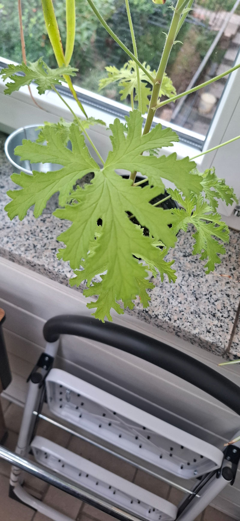 Geranio profumato alle foglie di papavero — foto 3 di 18