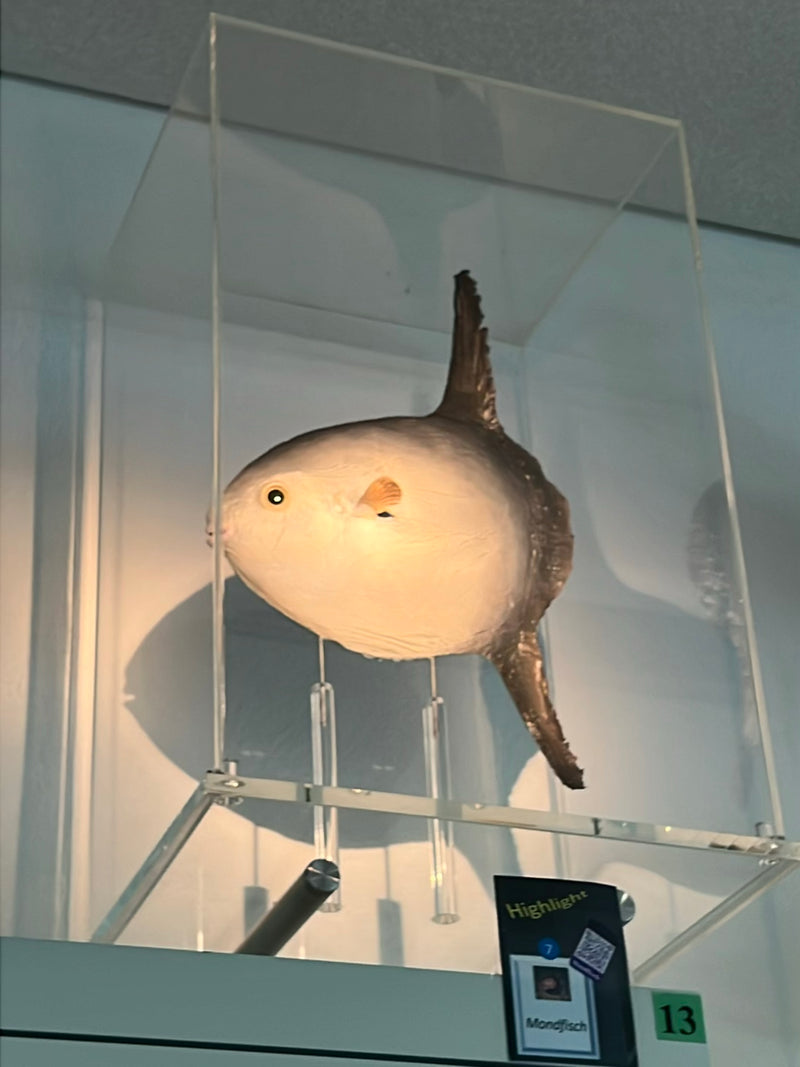 Mondfisch — Bild 1