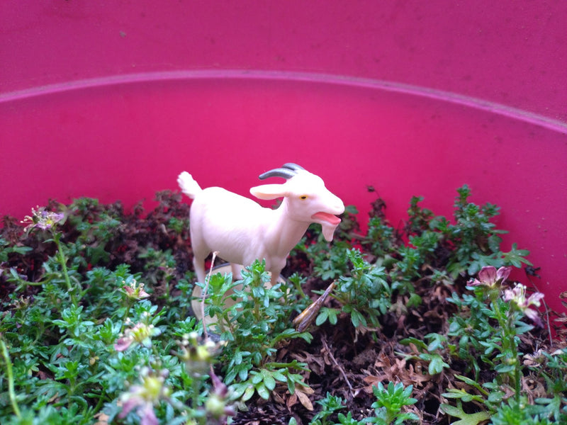 Moos-Steinbrech — Bild 3