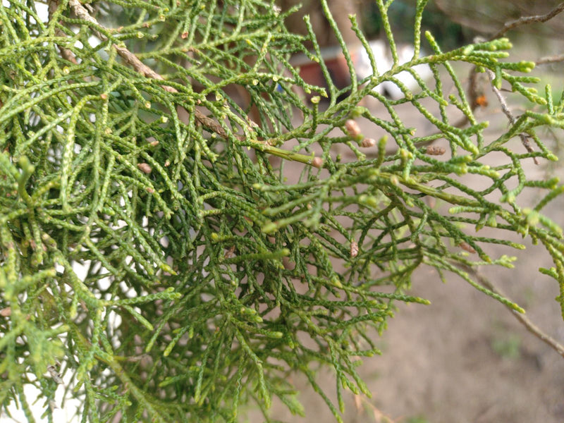 Albero della vita orientale — Bild 1