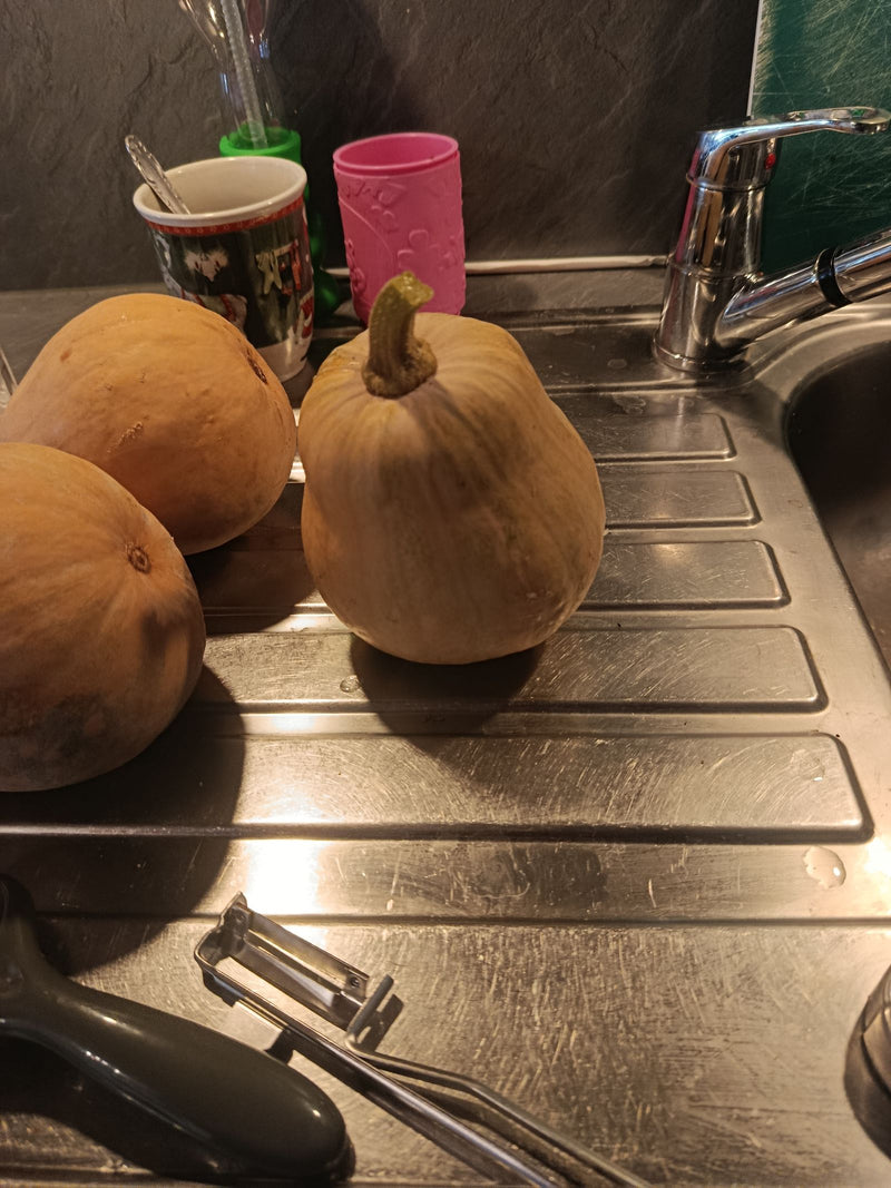 Moschus-Kürbis (Butternut-Kürbis) — foto 1 di 2