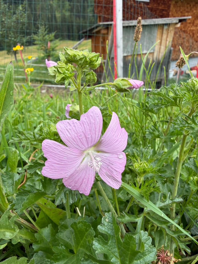 Malva muschiata — foto 1 di 3