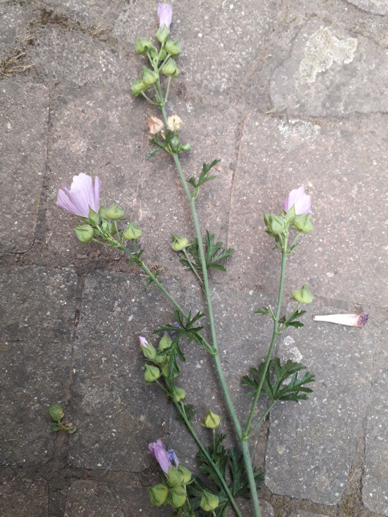 Malva muschiata — foto 2 di 3