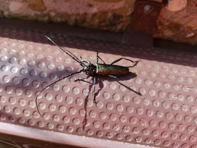Moschusbock — Bild 2
