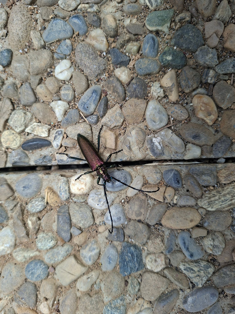 Antilope muschiata — foto 2 di 21