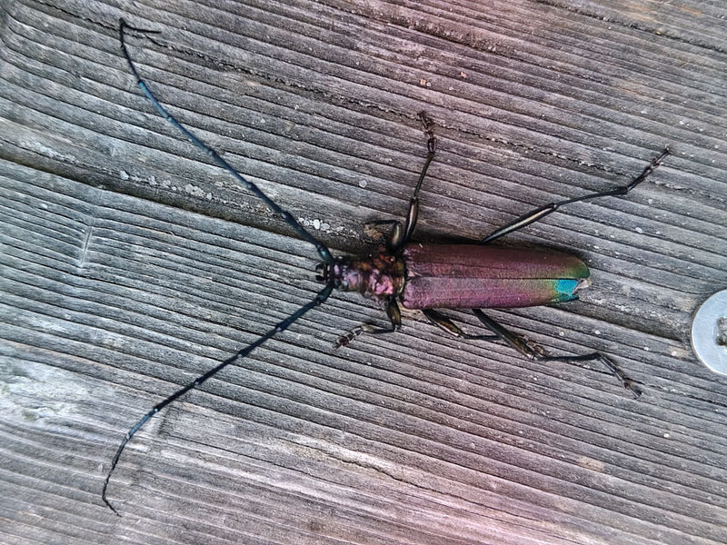 Antilope muschiata — foto 3 di 21