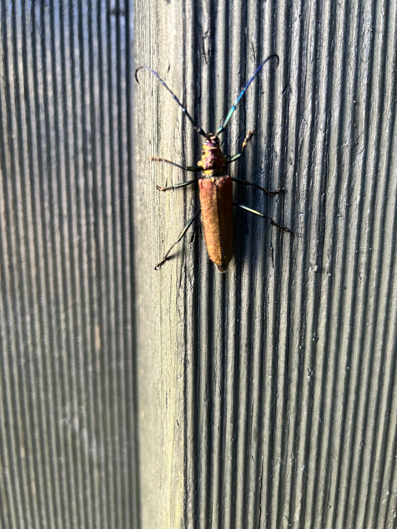 Antilope muschiata — foto 1 di 21
