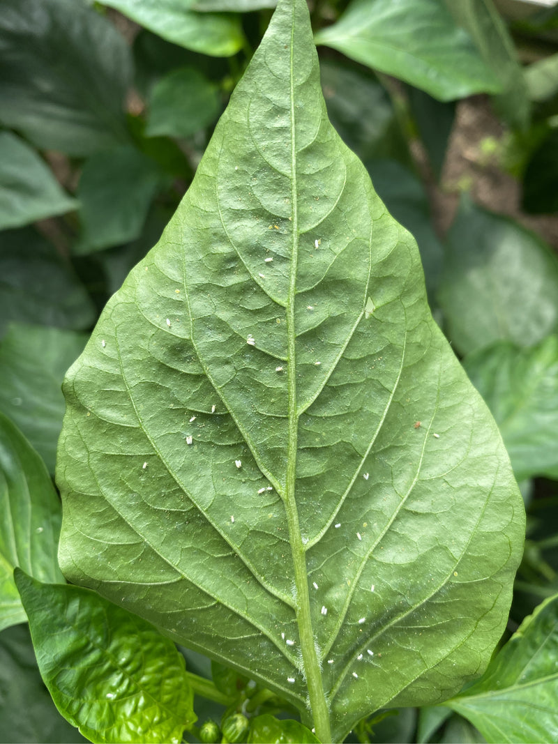 Numerose mosche bianche si trovano in posizione di riposo sulla pagina inferiore di una foglia verde. Sono chiaramente visibili.