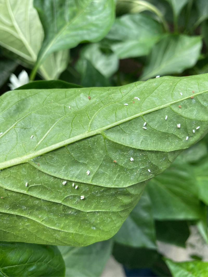 Numerosi piccoli insetti bianchi sono seduti sulla pagina inferiore di una foglia verde. Si tratta di mosche bianche che riposano sulla superficie della pianta.