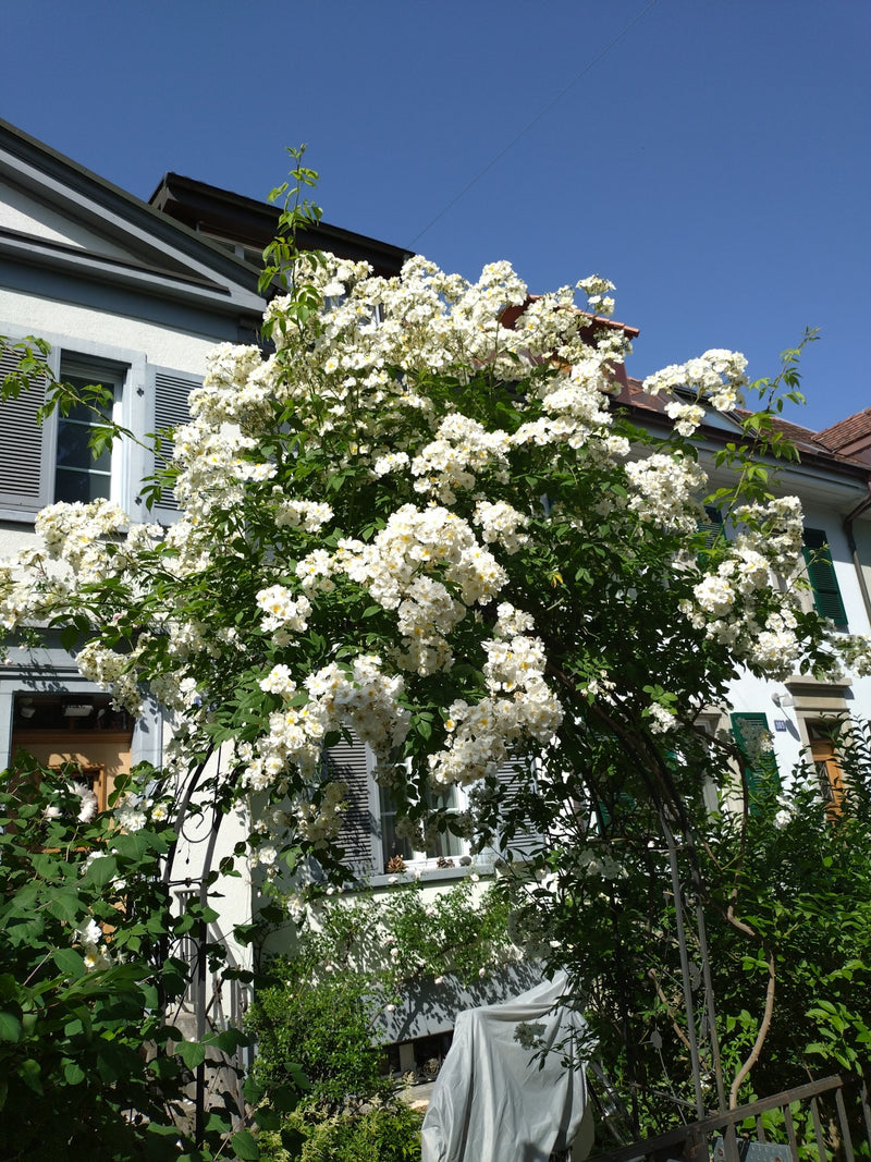 Rosa multiflora — Bild 1