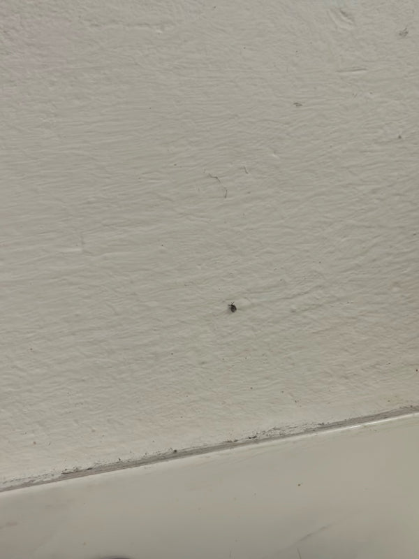 Un piccolissimo coleottero è seduto su una parete interna chiara e strutturata.