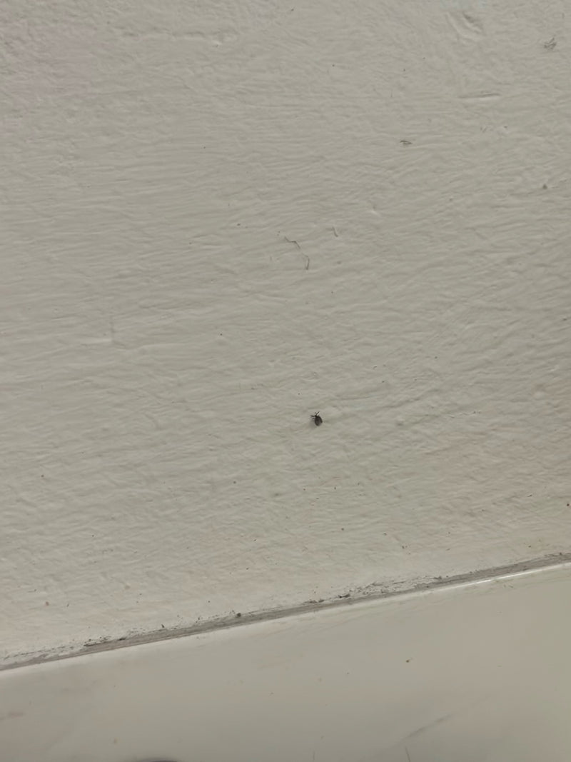 Un piccolissimo coleottero è seduto su una parete interna chiara e strutturata.