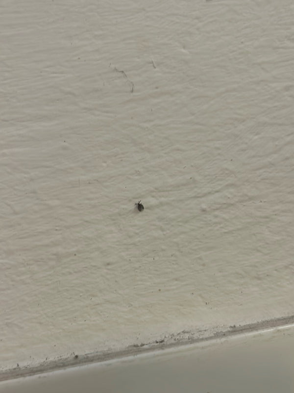 Scarabeo da museo