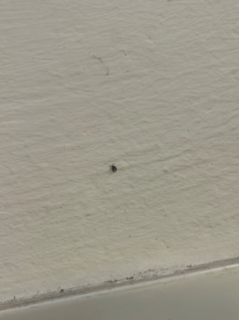 Scarabeo da museo — foto 5 di 16