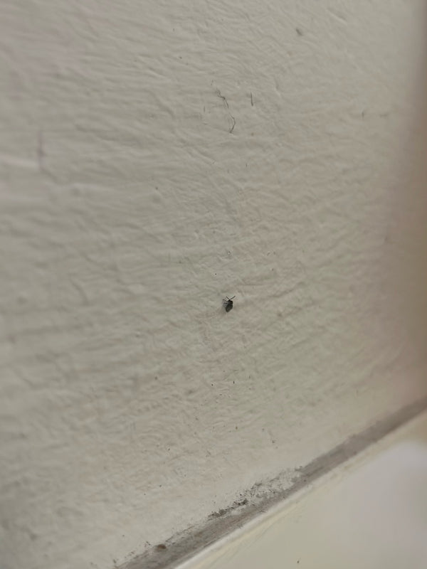 Un piccolissimo tignola dei tappeti si trova su una parete chiara e strutturata. L'insetto è visibile solo come un minuscolo punto scuro.