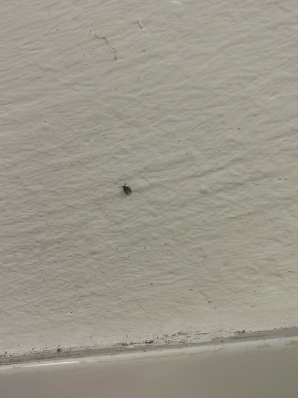 Un piccolissimo maggiolino dei musei siede su una parete chiara. L'insetto appare molto piccolo ed è appena riconoscibile.