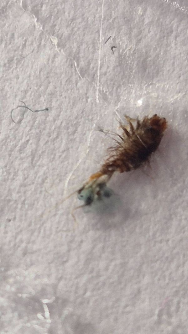 Una larva pelosa di un coleottero dei musei poggia su una superficie fibrosa bianca.