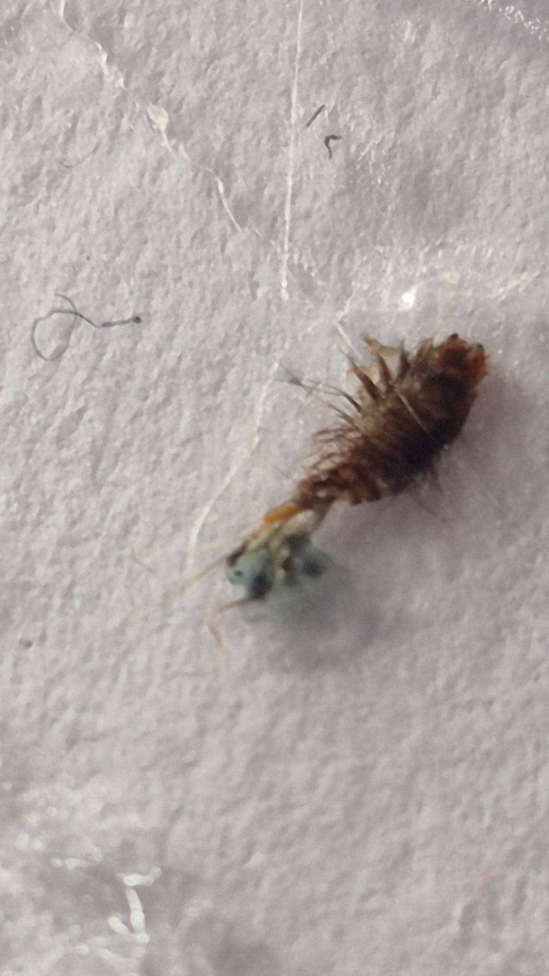 Una larva pelosa di un coleottero dei musei poggia su una superficie fibrosa bianca.