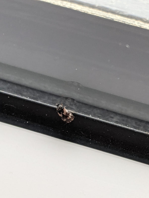 L'immagine mostra un coleottero delle dermestidi posato su un bordo scuro in ambienti interni.