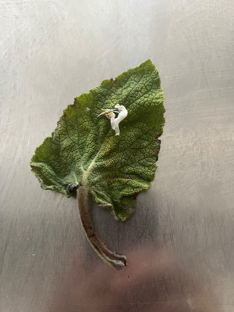 Salvia sclarea — Bild 1