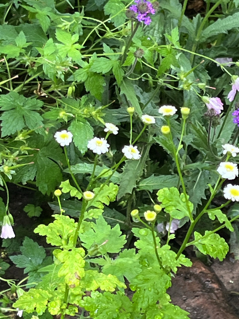 L'immagine mostra una pianta di partenio in fiore con caratteristici capolini bianchi e foglie lobate. Lo scatto cattura la pianta in un ambiente naturale tr...