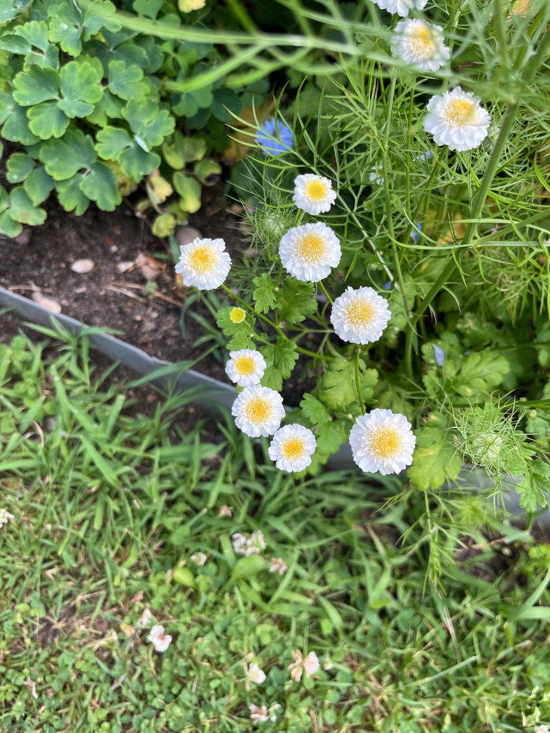 L'immagine mostra una pianta di partenio con numerosi piccoli fiori capolini bianchi e gialli e foglie lobate. Cresce in un'aiuola da giardino vicino al bord...