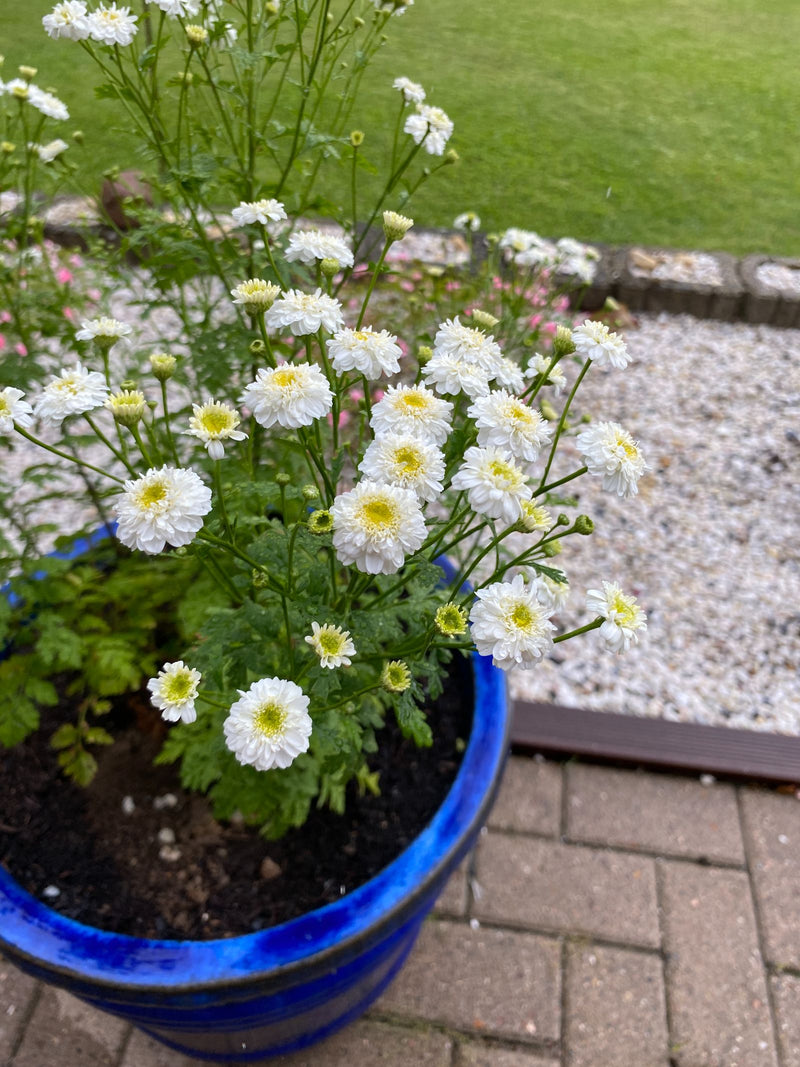 Si vede una pianta di partenio in fiore con numerosi capolini bianchi. Si trova in una fioriera blu su una terrazza in pietra.