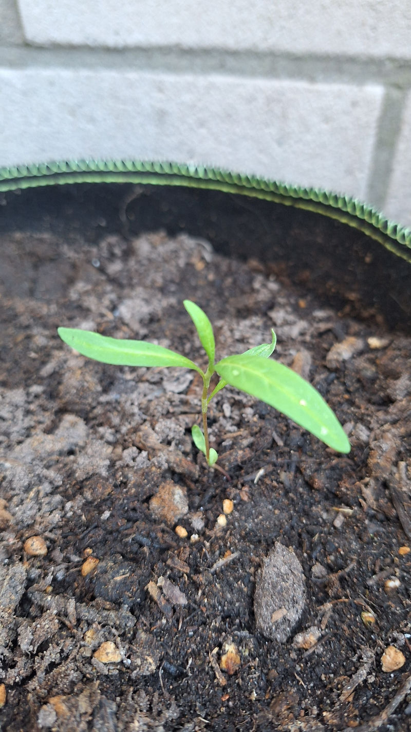 Belladonna — Bild 1